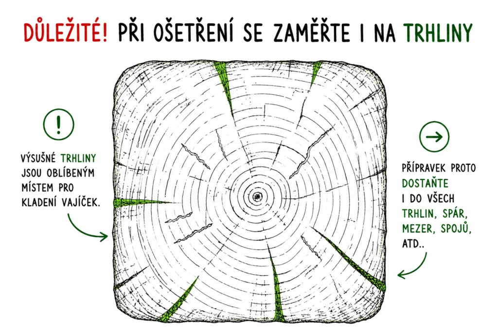 Průřez trámem se zvýrazněnými výsušnými trhlinami, kam samičky kladou vajíčka a kam je potřeba dostat přípravek
