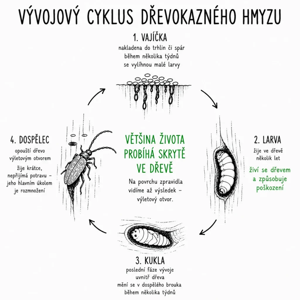 Vývojový cyklus dřevokazného hmyzu: vajíčka v trhlinách, larva ve dřevě, kukla a dospělec, který opouští dřevo výletovým otvorem